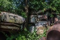 many overgrown cars in a forest Royalty Free Stock Photo