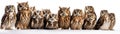 Many Owls Sitting A Whitte Banner Background. Generative AI Royalty Free Stock Photo