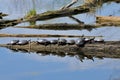 Many painted turtles sunning on a log