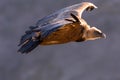 Griffon Vulture in flight at the Caire Rock, near Remuzat, France Royalty Free Stock Photo