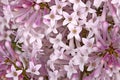 Flowers of a dwarf lilac cultivar fill the frame