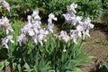 Many pale violet flowers of irises