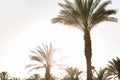 Many Palm tree sunset with effect vintage with copy space Royalty Free Stock Photo