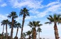 Many palm trees under Cyprus blue sky with few fluffy clouds. Royalty Free Stock Photo