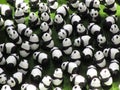 Many panda models on display, Summer 2018