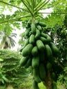 Many papayas