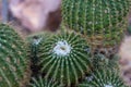 Many pardoria schumanniana cactus with stones