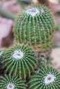 Many pardoria schumanniana cactus with stones