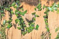 Many parrots eating clay, Peru Royalty Free Stock Photo