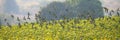 Panorama of a group of parrots flying above a sunflower farm Royalty Free Stock Photo