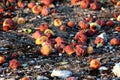 Many partially and fully rotten yellow apples fallen from near tree on ground and left to rot surrounded with dry grass and small Royalty Free Stock Photo