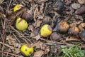 Many partially and fully rotten yellow apples fallen from near tree on ground and left to rot surrounded with dry grass and small