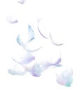Many Pastel Feather fly fall in Air over white background isolated. Puffy Fluffy soft feathers as purity smooth like dream Royalty Free Stock Photo