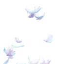 Many Pastel Feather fly fall in Air over white background isolated. Puffy Fluffy soft feathers as purity smooth like dream Royalty Free Stock Photo