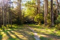 Rotorua Redwoods Forest path