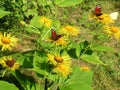 Many peacock butterflies on horse-heals