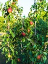 pear fruits on tree branches