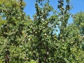 Pear tree full of fruits in summer Royalty Free Stock Photo