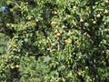 Pear tree full of fruits in summer Royalty Free Stock Photo