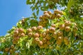 Many pears hanging at branch of pear tree Royalty Free Stock Photo