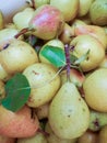 Pear texture: lots of pears collected in a bowl