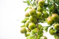 Many pears are soon ripe on the pear tree Royalty Free Stock Photo