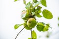 Many pears are soon ripe on the pear tree Royalty Free Stock Photo