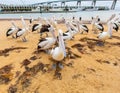 Many pelicans on the beach of San Remo, Australia