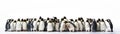 Many Penguins Sitting A Whitte Banner Background. Generative AI