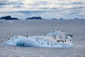 Lots of adelie penguins drifting on ice floe in Southern Ocean at Paulet Island Royalty Free Stock Photo