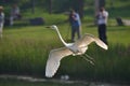 Many people shoot egrets Royalty Free Stock Photo