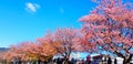 Many people travel and visit to see sakura cherry blossom blooming with clear blue sky and cloud background at floral garden Royalty Free Stock Photo