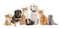 Many pets Royalty Free Stock Photo