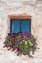 Many petunias on a window sill Royalty Free Stock Photo