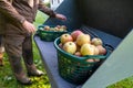 picked ripe apples are in baskets standing in a wheel loader shovel