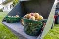 Picked ripe apples are in baskets standing in a wheel loader shovel