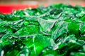 Many of pieces of broken green bottle glass Royalty Free Stock Photo