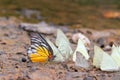 Many pieridae butterflies gathering water on floor Royalty Free Stock Photo