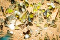 Many pieridae butterflies gathering water on floor, Butterflies