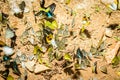 Many pieridae butterflies gathering water on floor, Butterflies