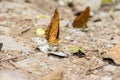 Many pieridae butterflies gathering water on floor