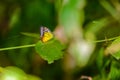 Many pieridae butterflies gathering water on floor