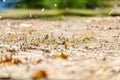 Many pieridae butterflies gathering water on floor