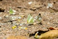 Many pieridae butterflies gathering water on floor