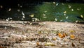 Many pieridae butterflies gathering water on floor Royalty Free Stock Photo