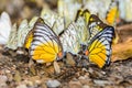 Many pieridae butterflies gathering water on floor