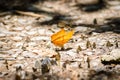 Many pieridae butterflies gathering water on floor