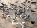 Many pigeon