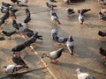 Many pigeon