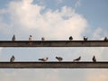 Many pigeon